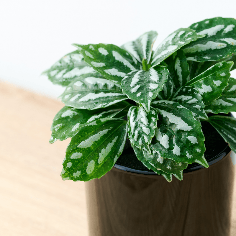 well plants フィロデンドロン ノワールカップ