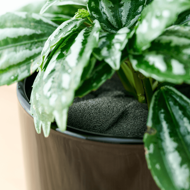 well plants フィロデンドロン ノワールカップ