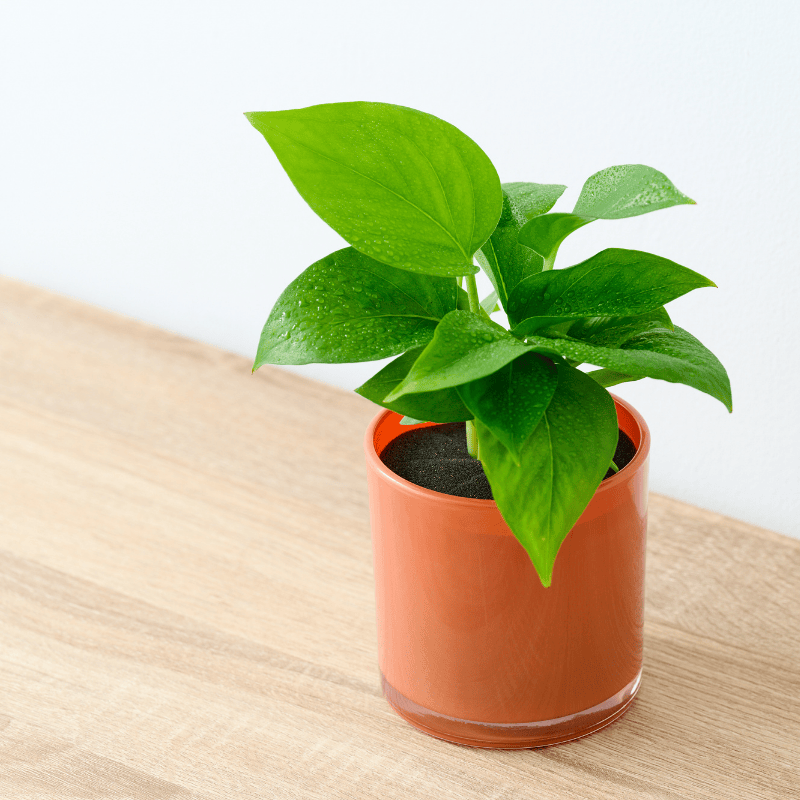 well plants ポトス アプリコットカップ