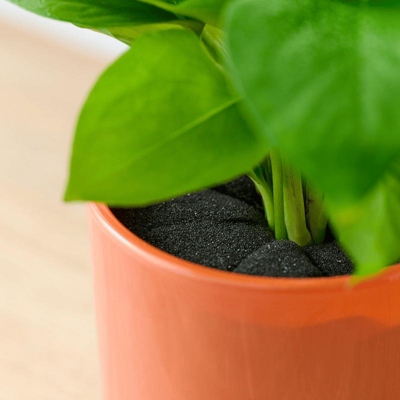 well plants ポトス アプリコットカップ