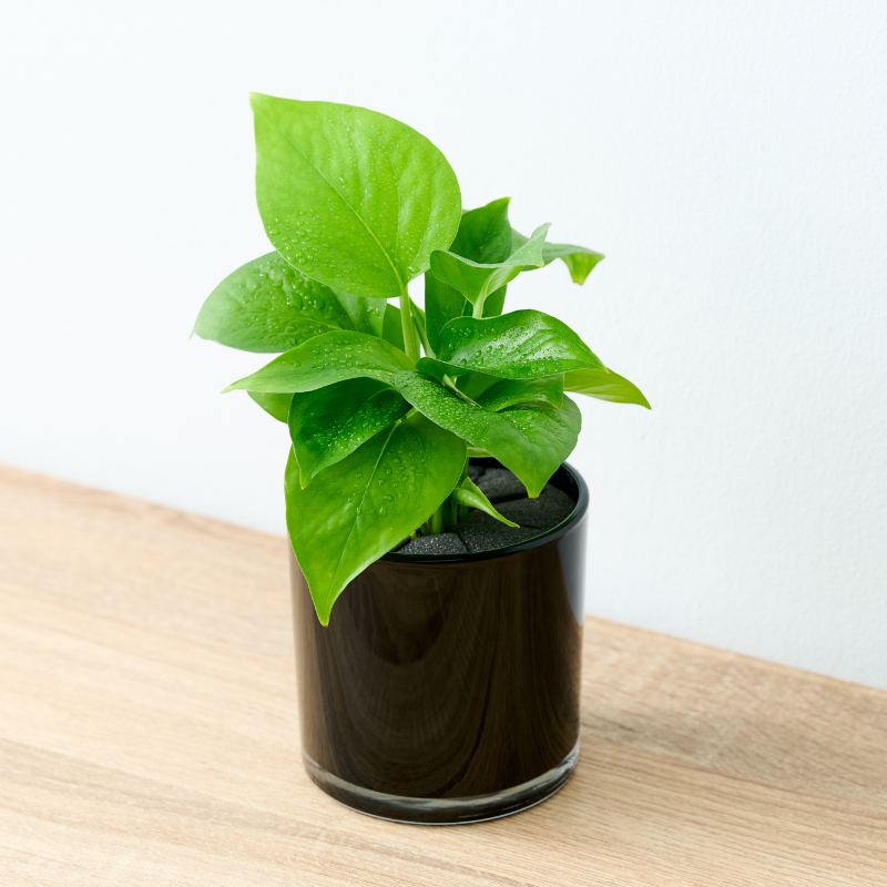 well plants フィロデンドロン ノワールカップ