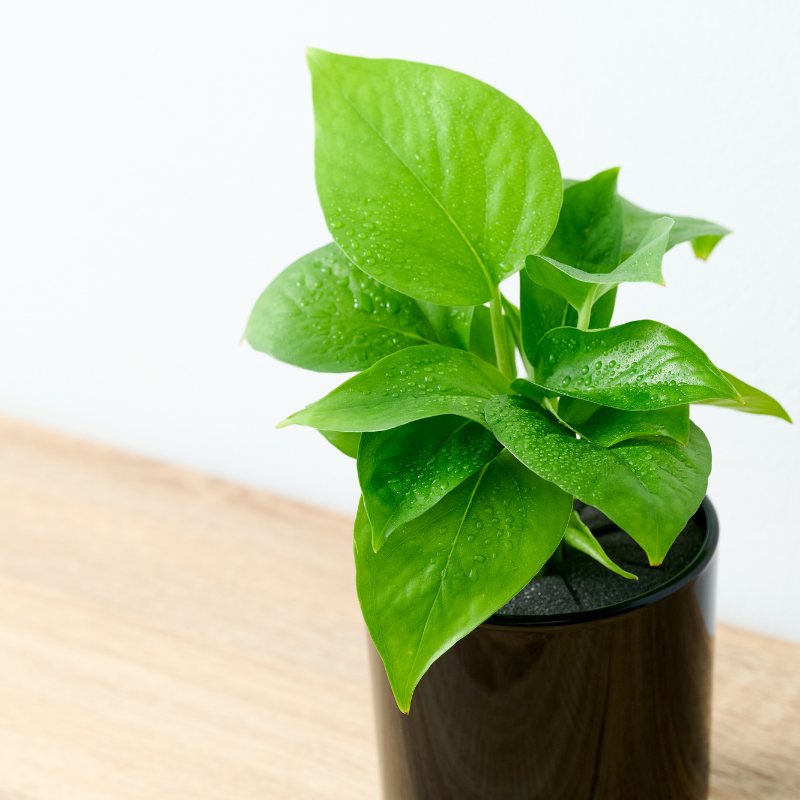 well plants フィロデンドロン ノワールカップ