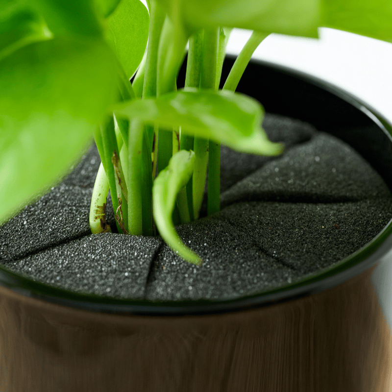 well plants フィロデンドロン ノワールカップ