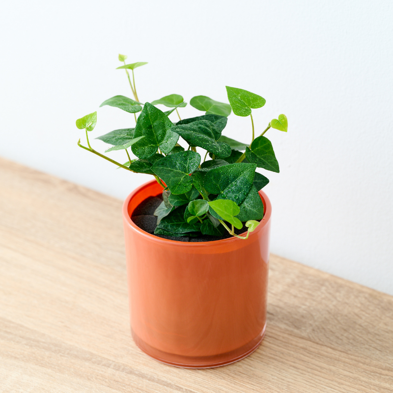 well plants フィロデンドロン ノワールカップ