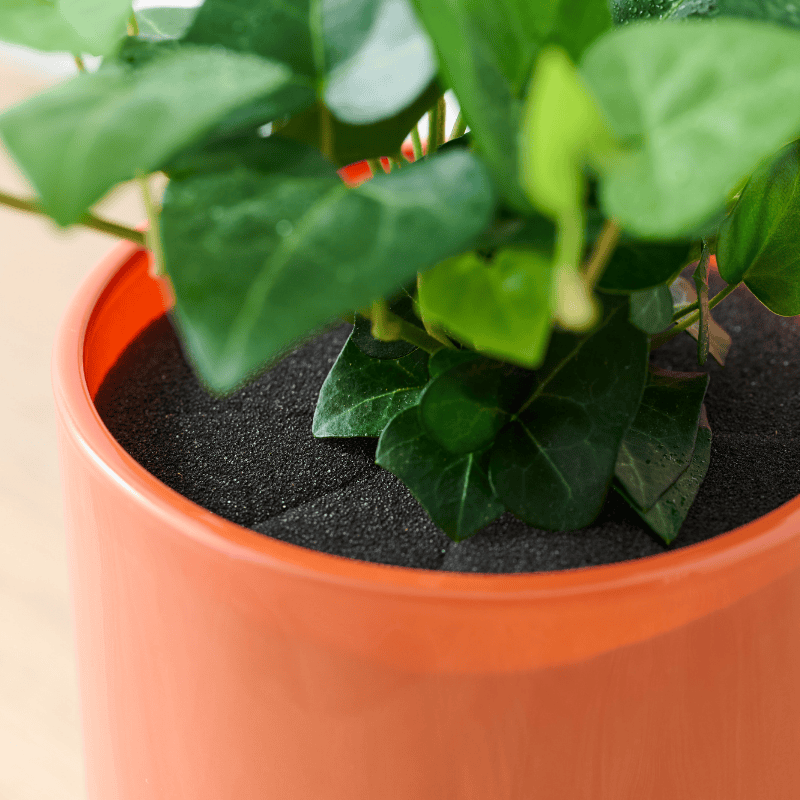 well plants フィロデンドロン ノワールカップ