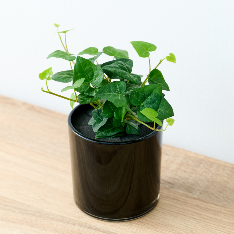 well plants アイビーハート ノワールカップ