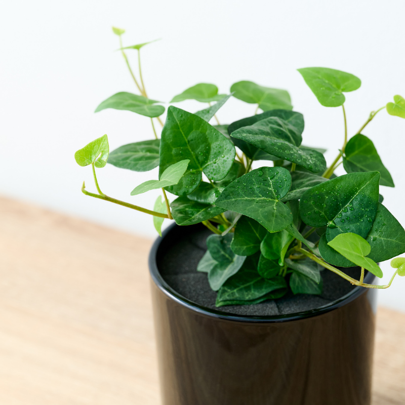 well plants アイビーハート ノワールカップ