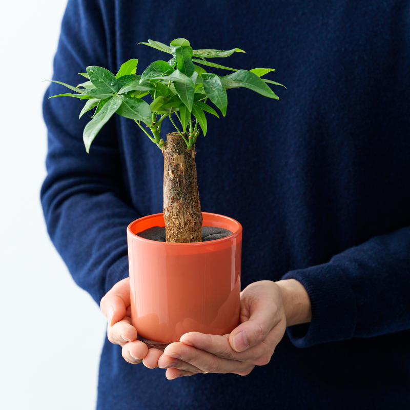 well plants アイビーハート ノワールカップ