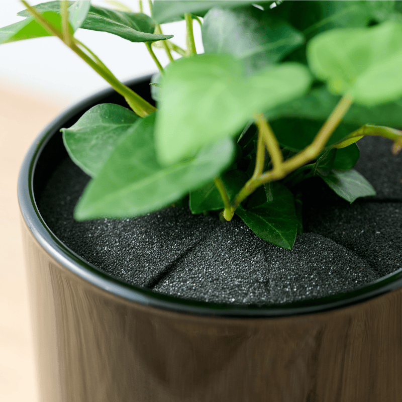 well plants アイビーハート ノワールカップ