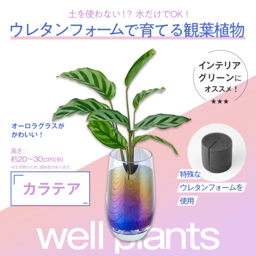 well plants カラテア スリムカップオーロラグラス