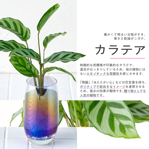 well plants カラテア スリムカップオーロラグラス