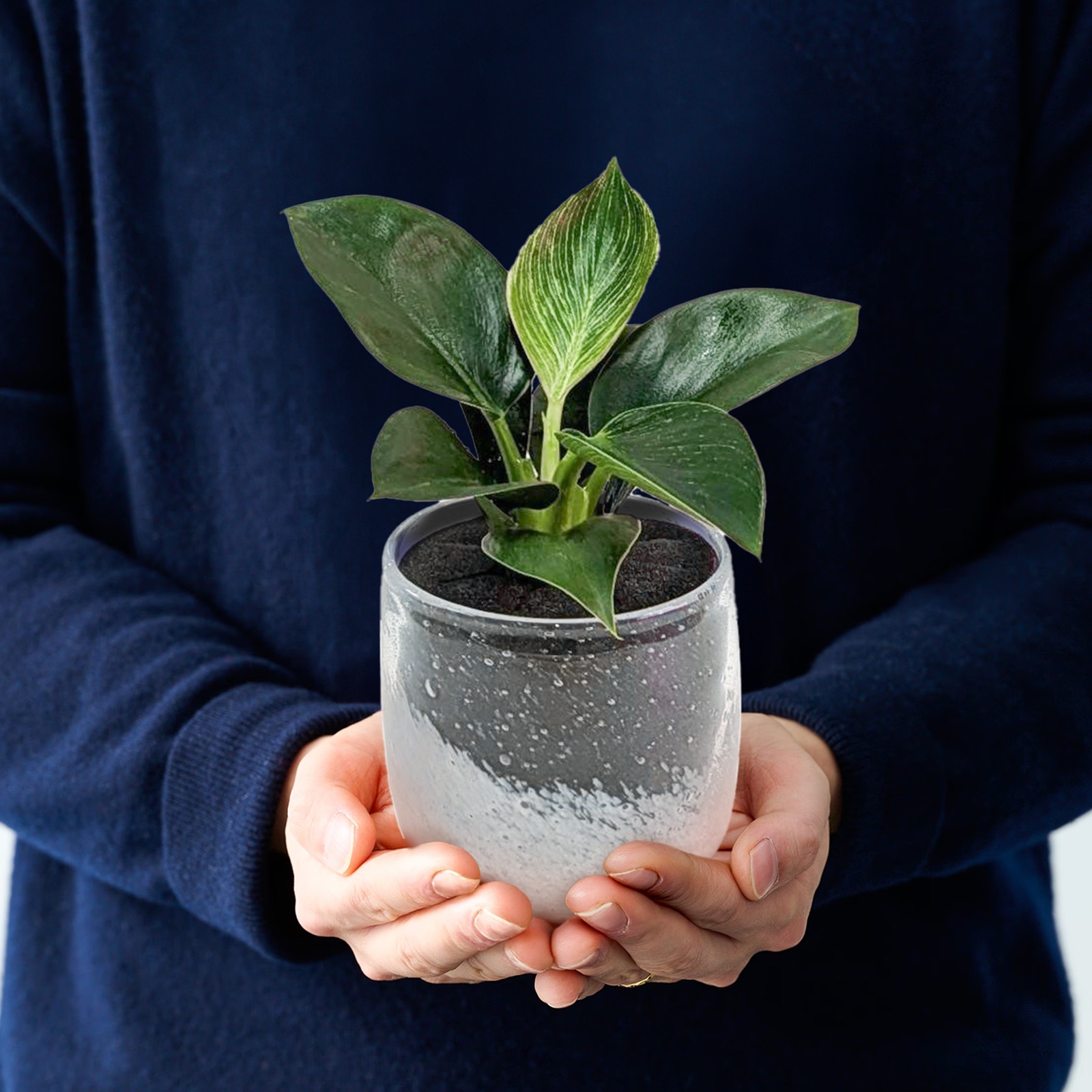 well plants サンセベリアクリアホワイト穴なし