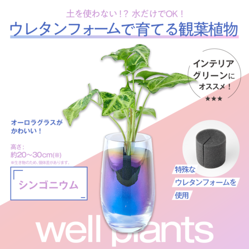 well plants シンゴニウム スリムカップオーロラグラス