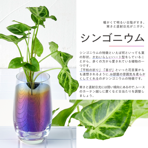 well plants シンゴニウム スリムカップオーロラグラス