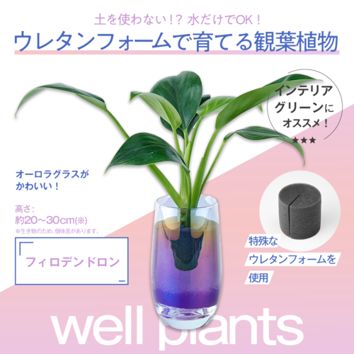 well plants フィロデンドロン スリムカップオーロラグラス