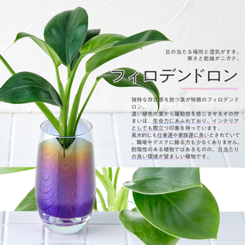 well plants フィロデンドロン スリムカップオーロラグラス