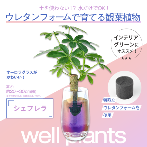 well plants シェフレラ（カポック） スリムカップオーロラグラス | 花