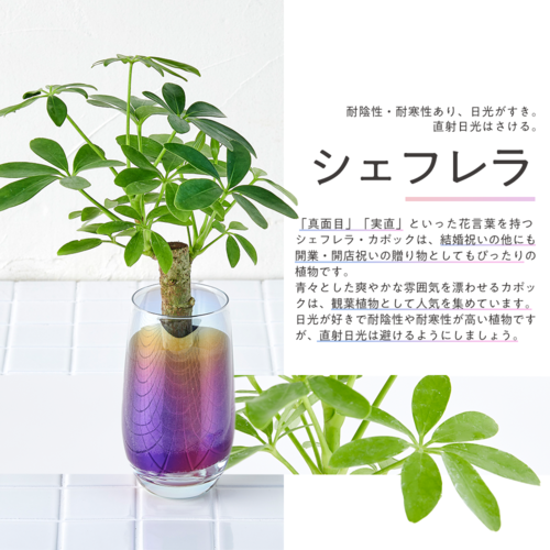 well plants シェフレラ（カポック） スリムカップオーロラグラス | 花