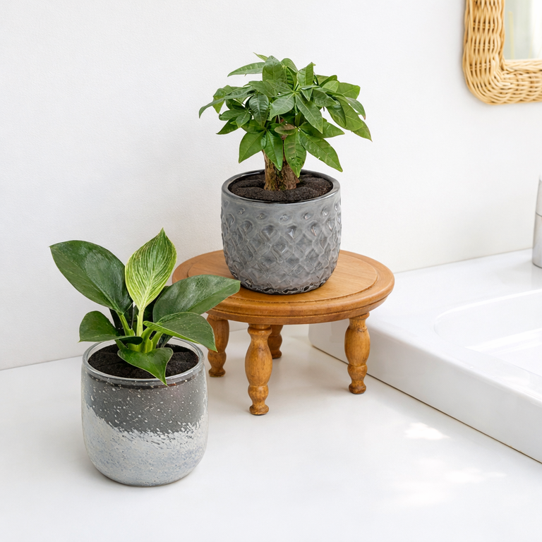 well plants フィカスルビークリスタルグレイ穴なし