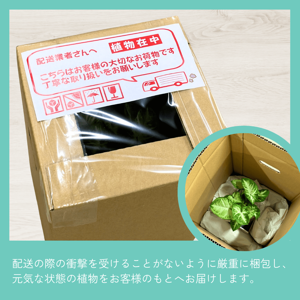 well plants フィカスルビークリスタルグレイ穴なし