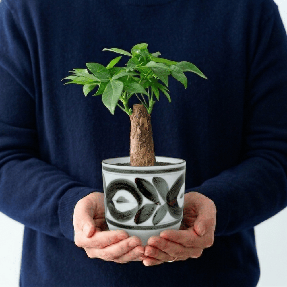 植器 HASAMI-made 波佐見焼で作られた磁器鉢 ＜廻り花茶 85mm＞