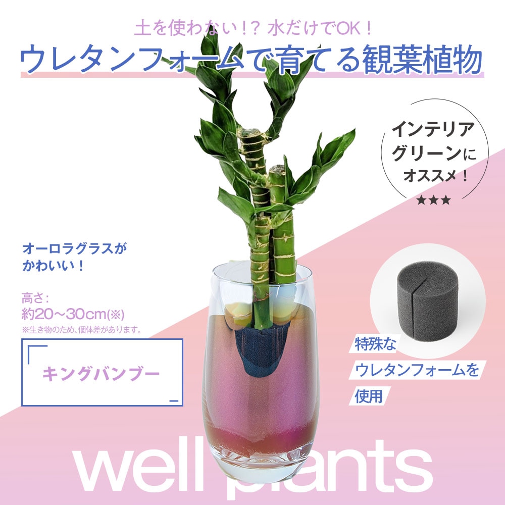 well plants 観葉植物 キングバンブー スリムカップ メーカー直送 【花・植物】