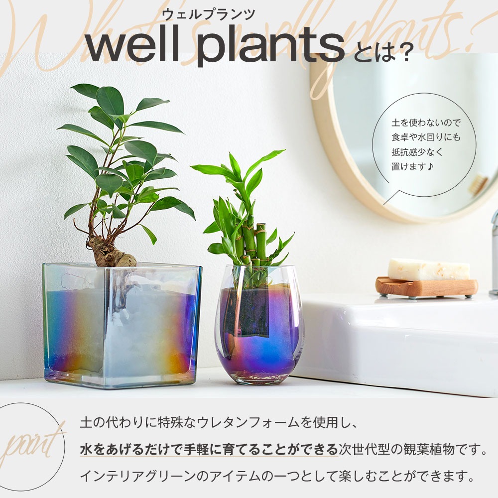 well plants 観葉植物 キングバンブー スリムカップ メーカー直送 【花・植物】