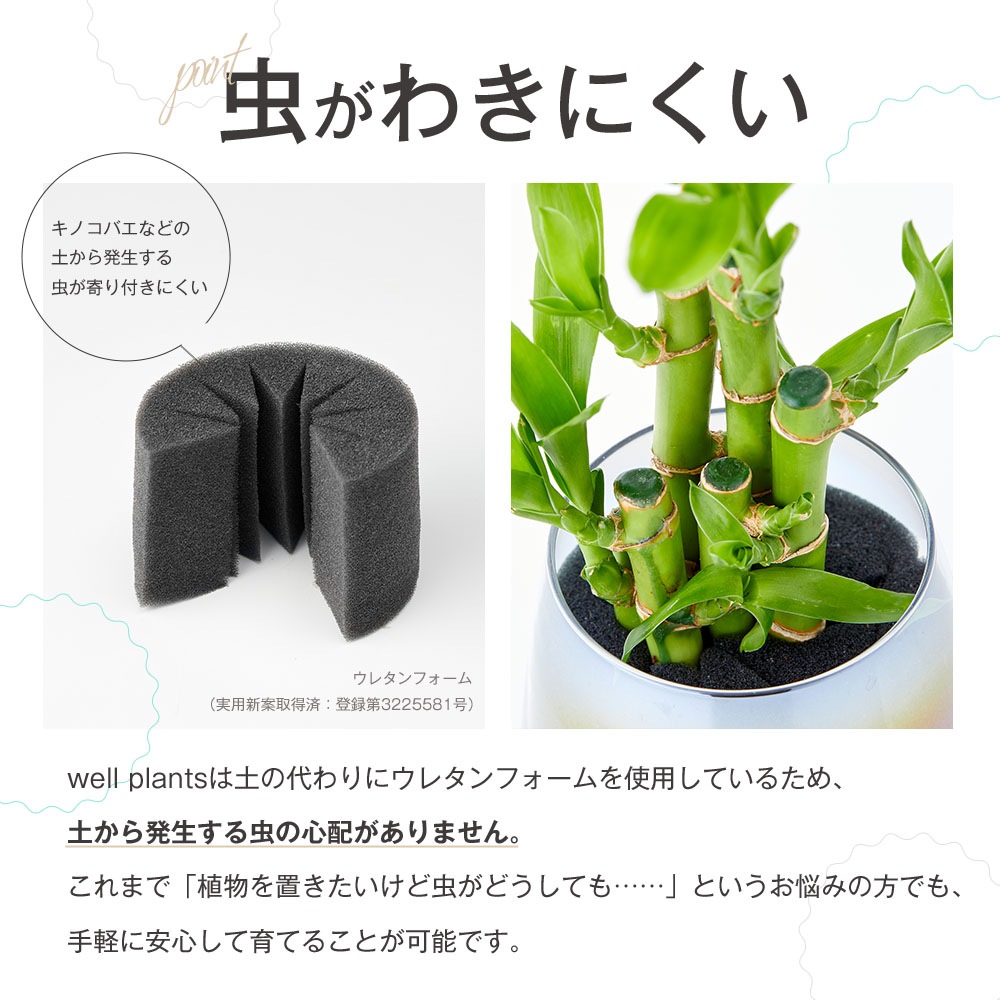 well plants 観葉植物 キングバンブー スリムカップ メーカー直送 【花・植物】