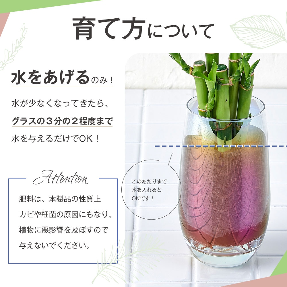 well plants 観葉植物 キングバンブー スリムカップ メーカー直送 【花・植物】