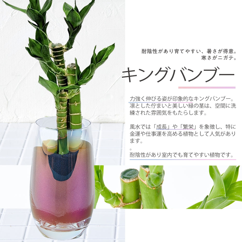 well plants 観葉植物 キングバンブー スリムカップ メーカー直送 【花・植物】
