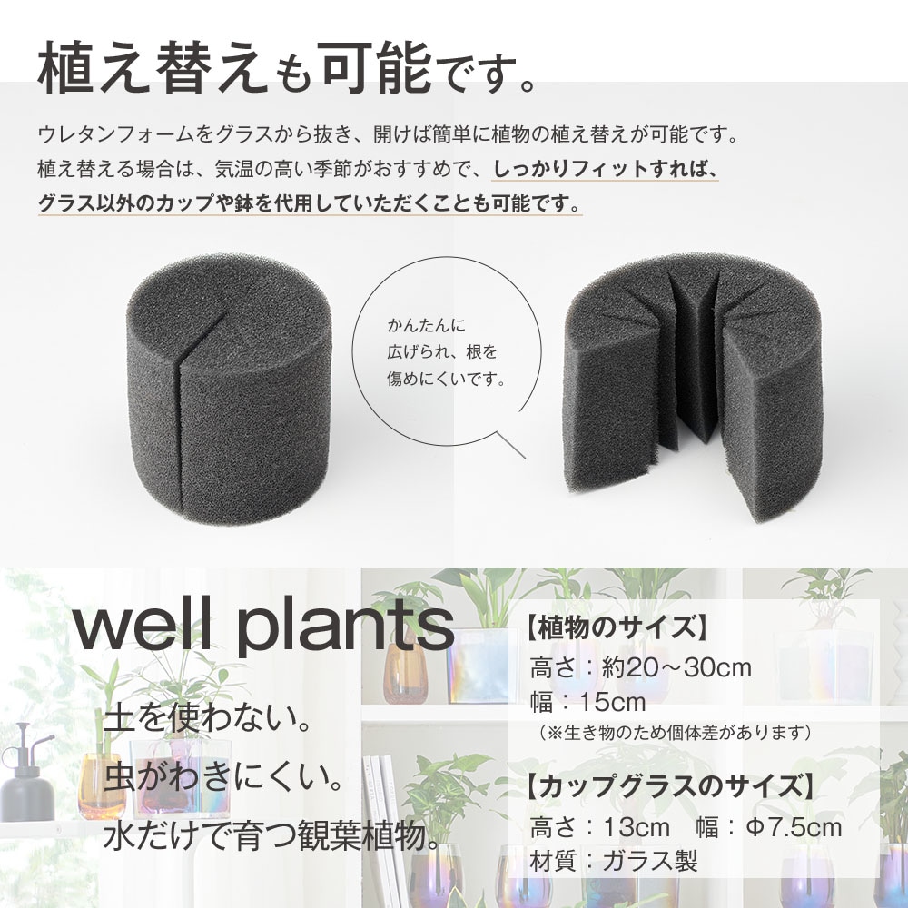 well plants 観葉植物 キングバンブー スリムカップ メーカー直送 【花・植物】