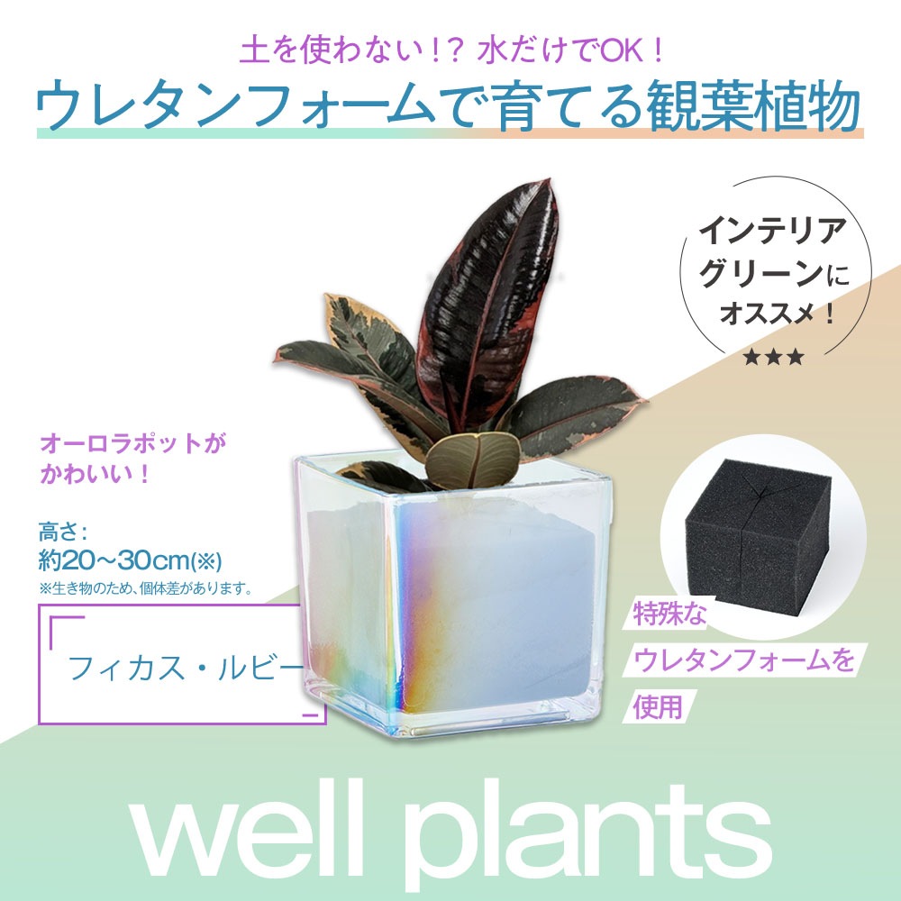 well plants フィカス・ルビー キューブオーロラグラス