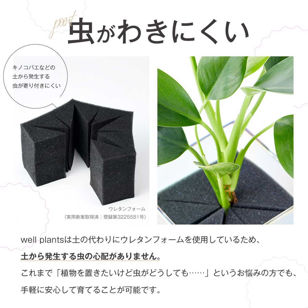 well plants フィカス・ルビー キューブオーロラグラス