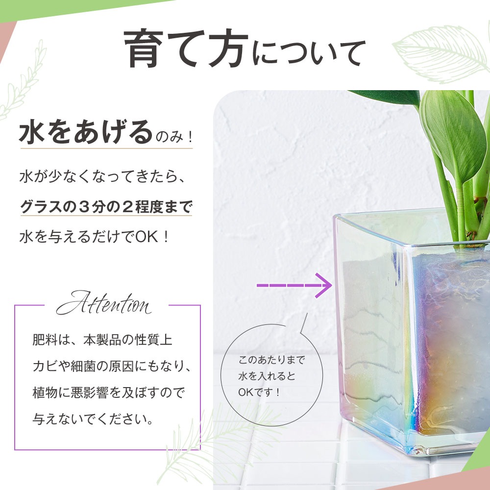 well plants フィカス・ルビー キューブオーロラグラス