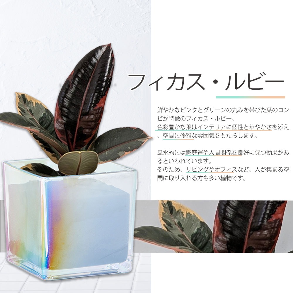 well plants フィカス・ルビー キューブオーロラグラス