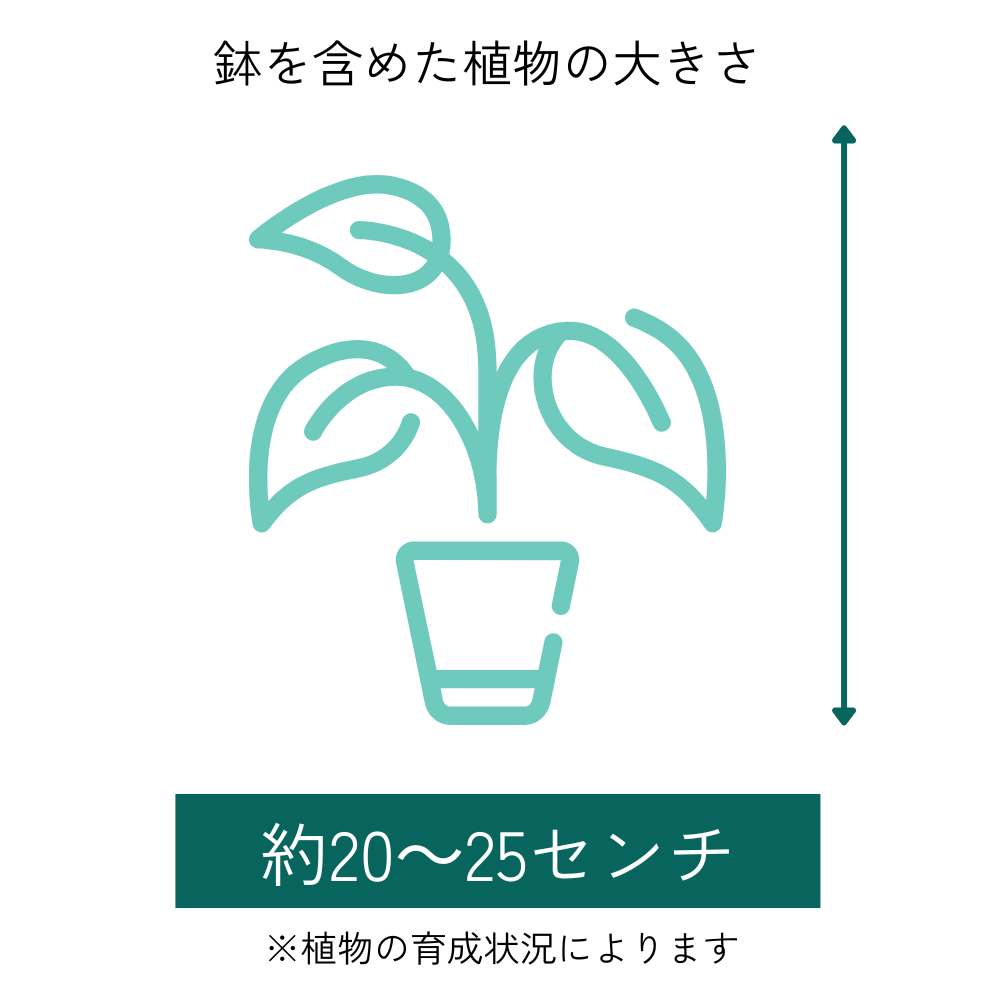 well plants フィカス・ルビー キューブオーロラグラス