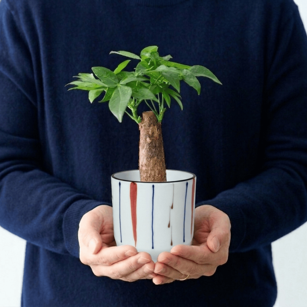 植器 HASAMI-made 波佐見焼で作られた磁器鉢 ＜十草赤 85mm＞ 