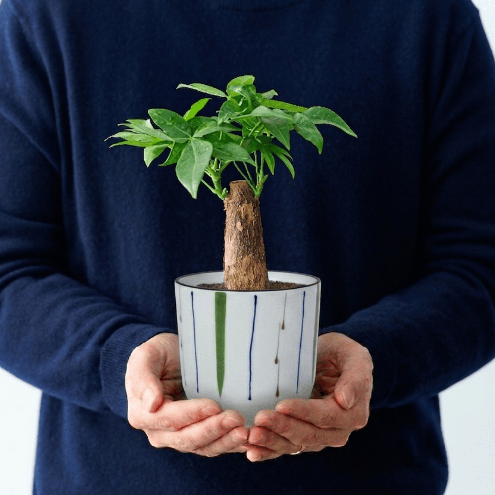 植器 HASAMI-made 波佐見焼で作られた磁器鉢 ＜十草緑 100mm＞ 