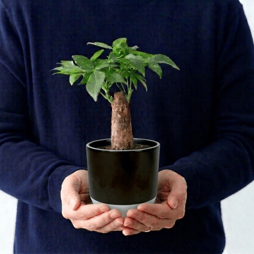 植器 HASAMI-made 波佐見焼で作られた磁器鉢 ＜玄釉 85mm＞