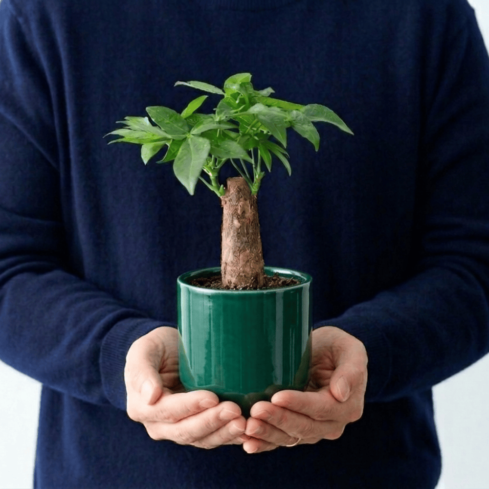 植器 HASAMI-made 波佐見焼で作られた磁器鉢 ＜緑釉 100mm＞