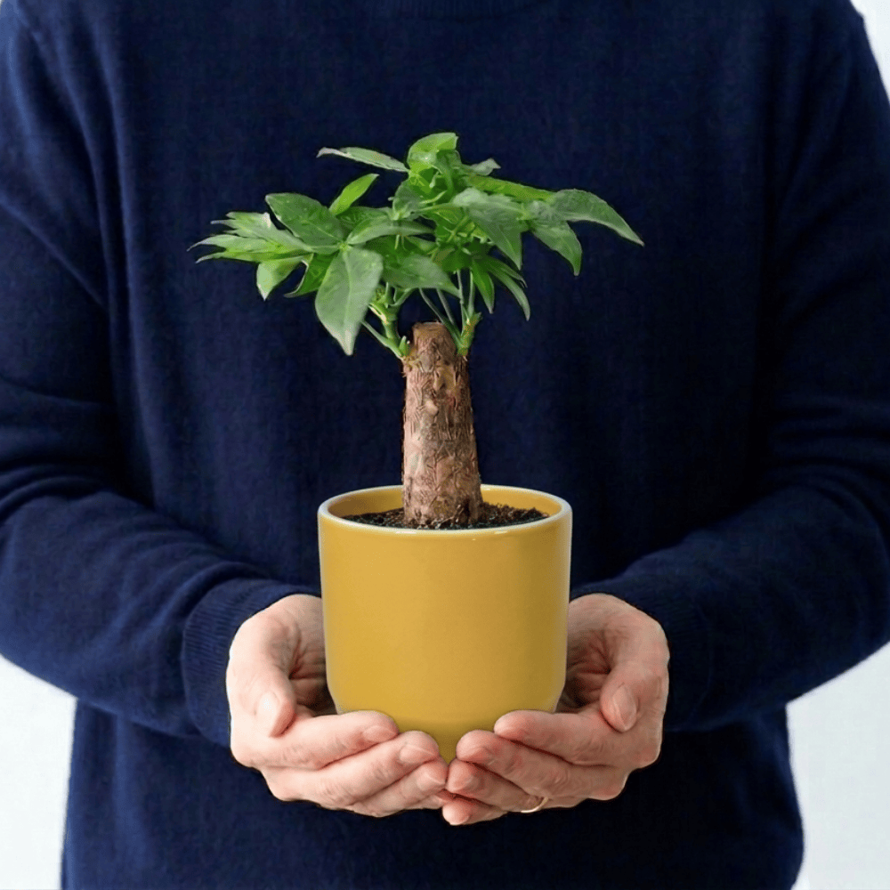 植器 HASAMI-made 波佐見焼で作られた磁器鉢 ＜琥珀釉 100mm＞