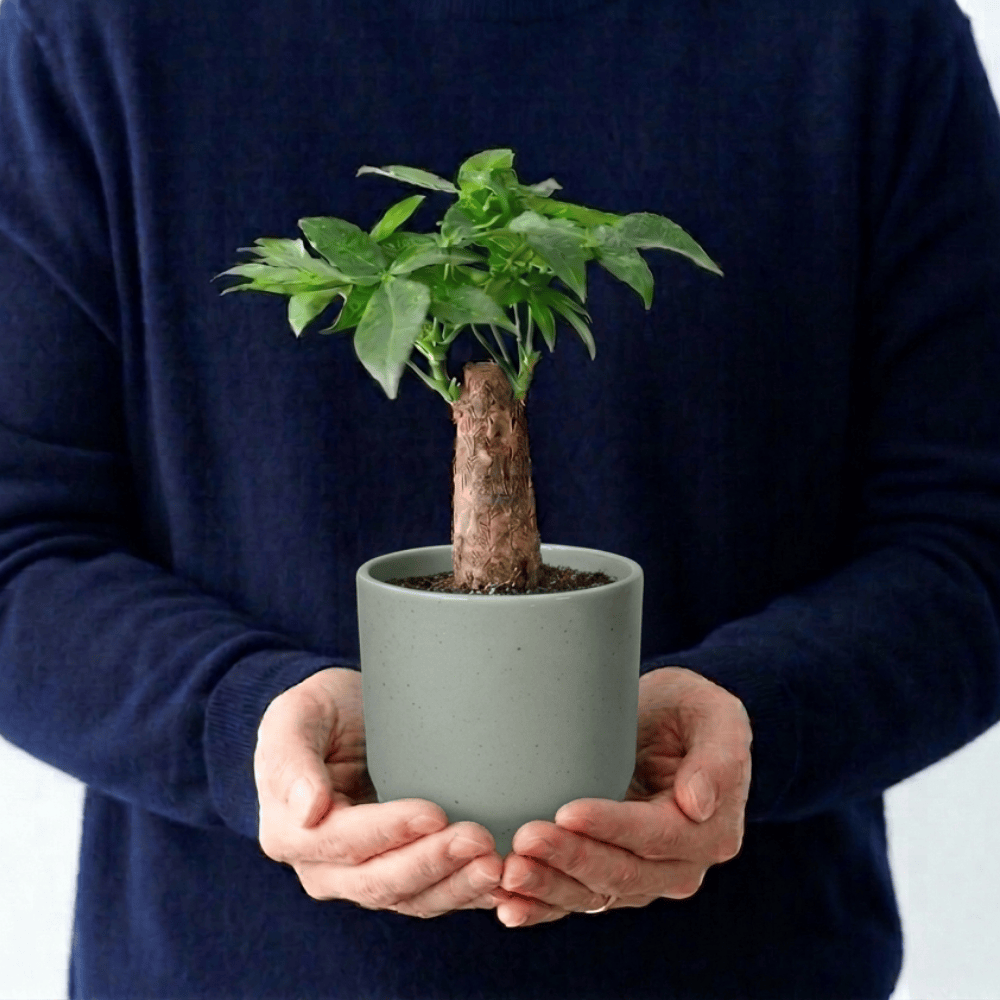 植器 HASAMI-made 波佐見焼で作られた磁器鉢 ＜霞釉 100mm＞