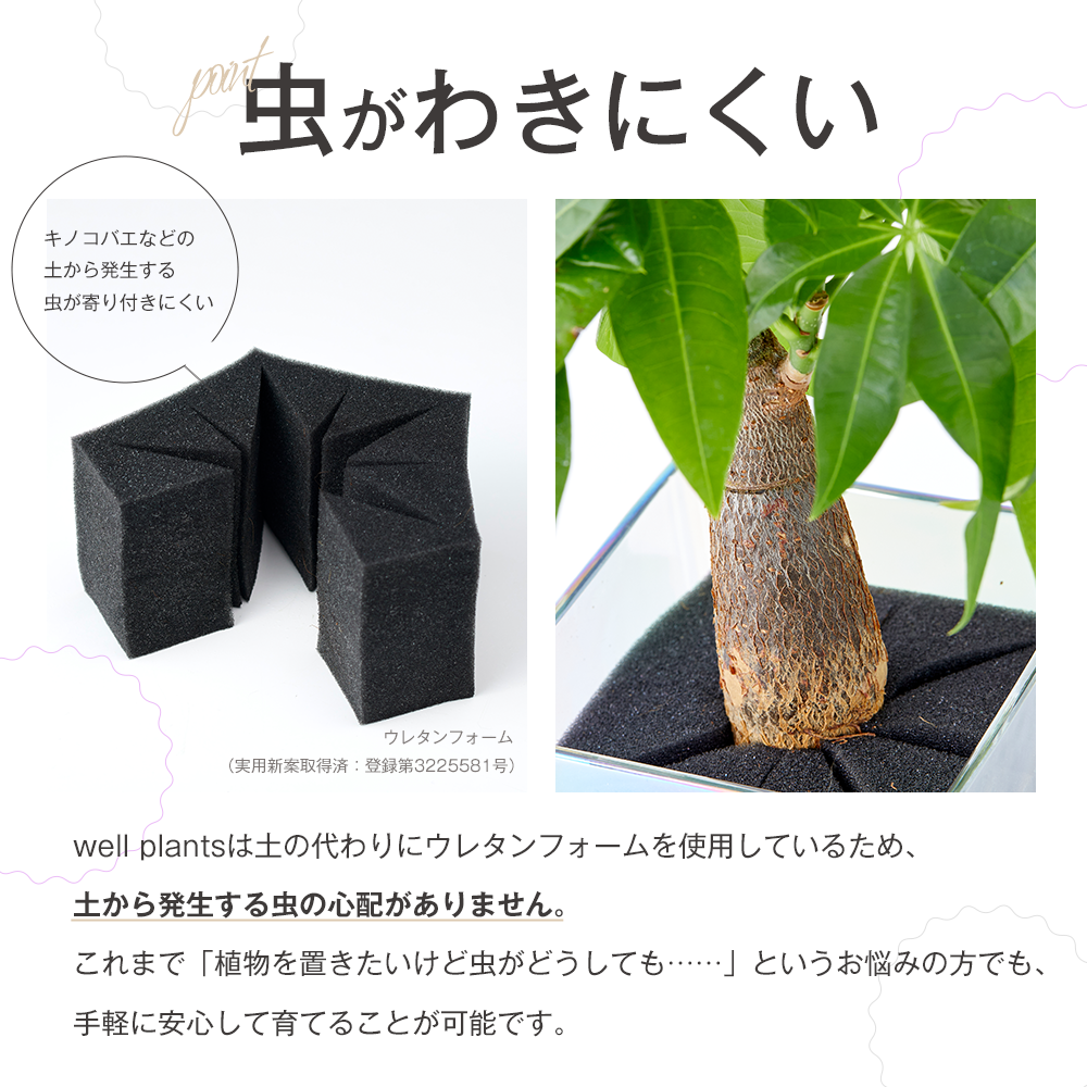 well plants アスプレニウム キューブオーロラグラス