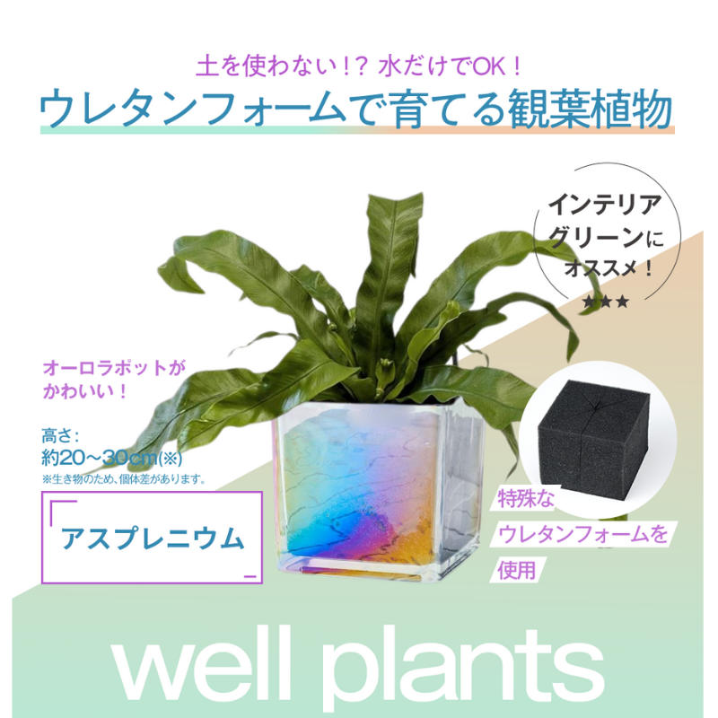 well plants アスプレニウム キューブオーロラグラス