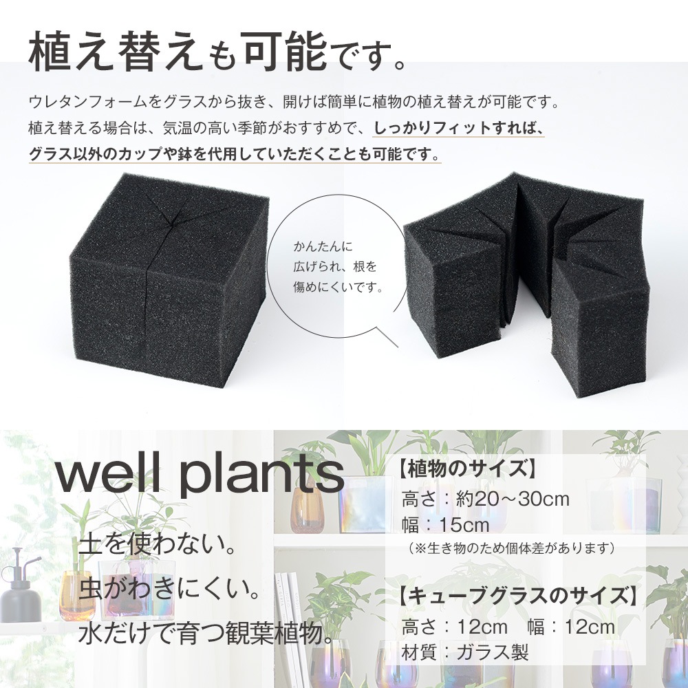 well plants アスプレニウム キューブオーロラグラス