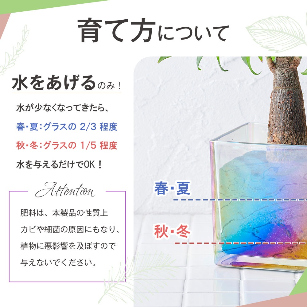 well plants アスプレニウム キューブオーロラグラス