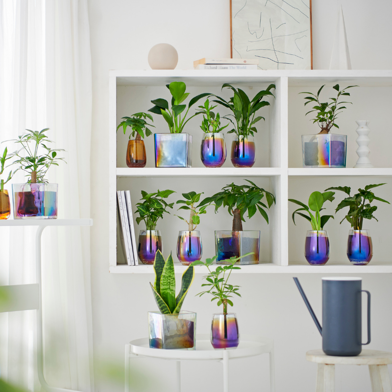 well plants ミリオンバンブー ティアドロップグラス ホワイト