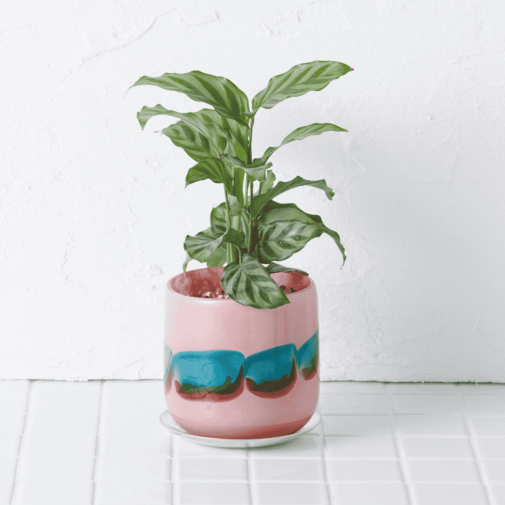 well plants ゼオライト カラテア ガラスアールピンク(穴あき鉢／受皿付き)