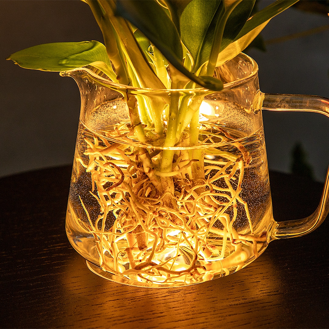 【GLOAK】フラワーベースランプ テーブルライト ホワイト※フラワーベース別売り