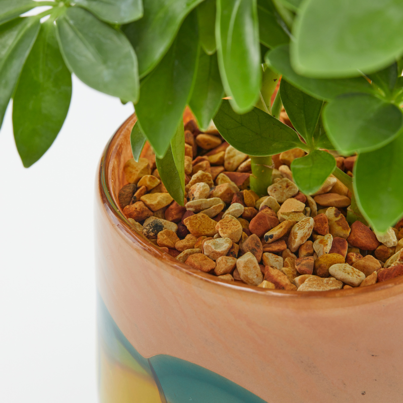 well plants ゼオライト シェフレラ ガラスアールモカ(穴あき鉢／受皿付き)